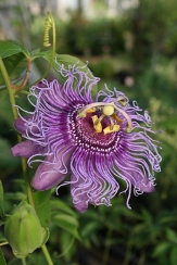 Vines copyright � almostedenplants.com